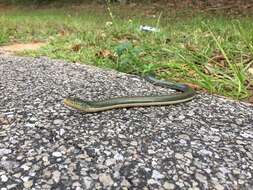 Image of Eastern Glass Lizard