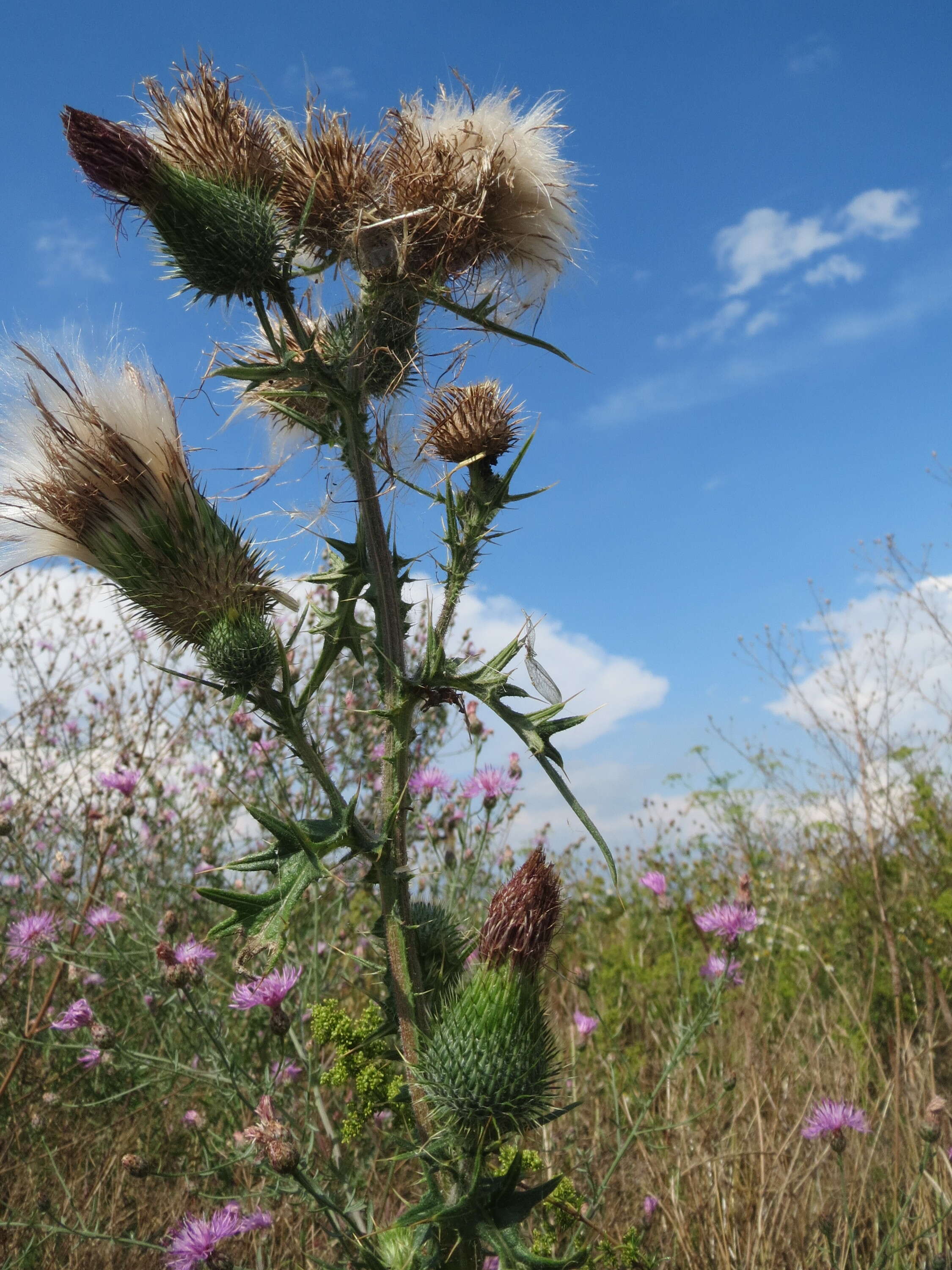 Image of Spear Thistle