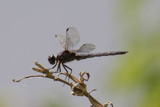 Libellula incesta Hagen 1861 resmi