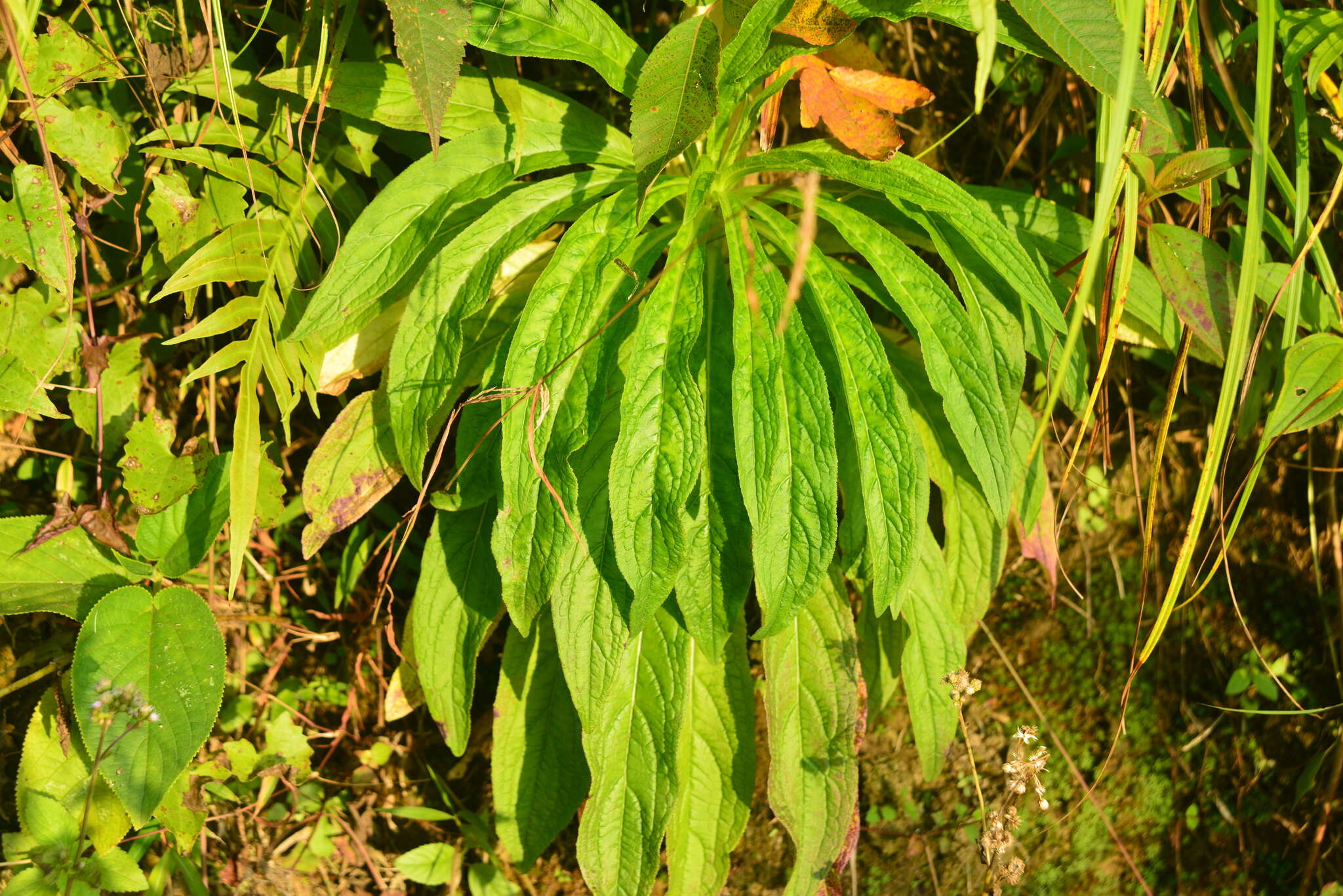 Image of Lobelia seguinii H. Lév. & Vaniot