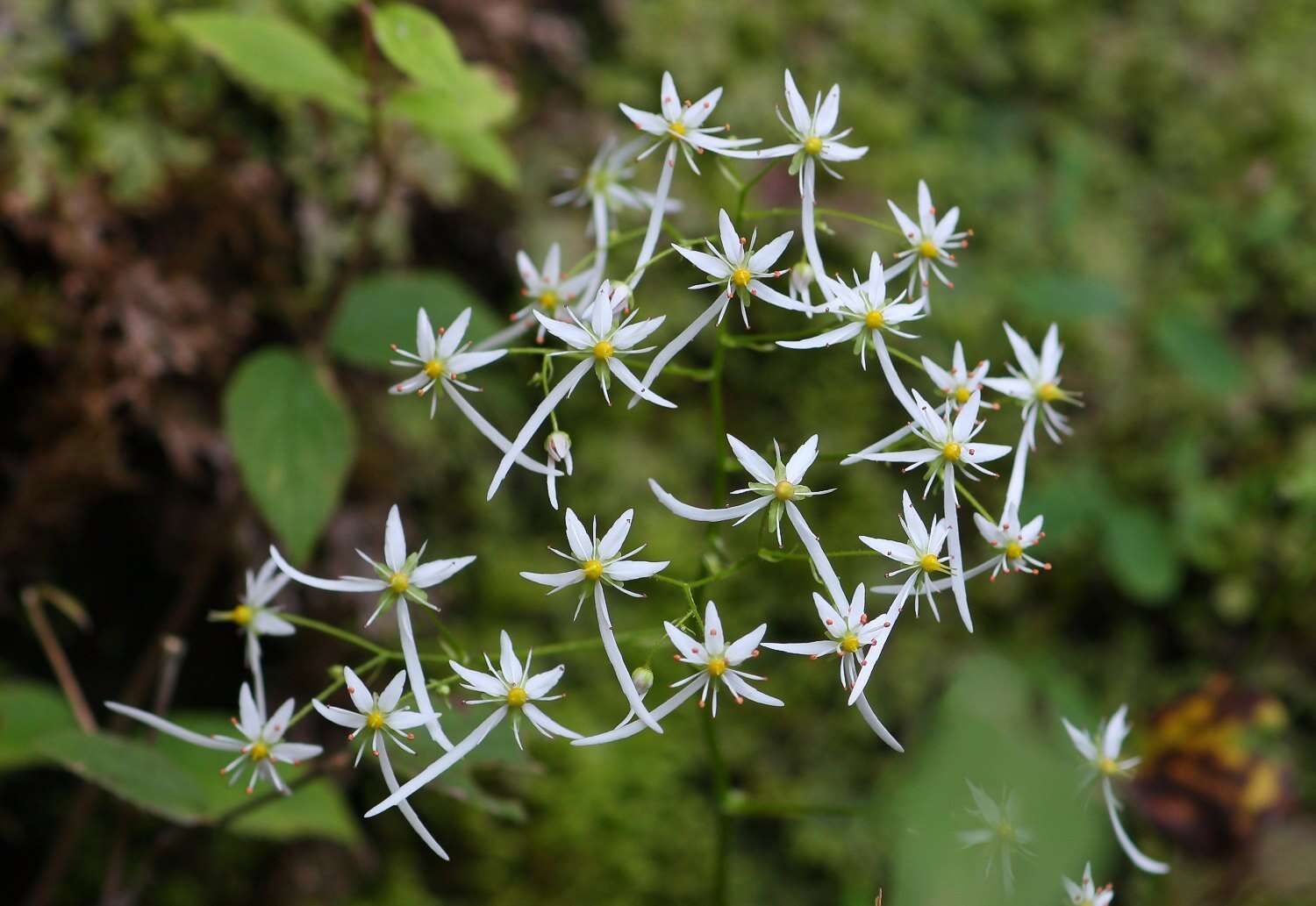 Image of Saxifraga fortunei var. alpina (Matsumura & Nakai) Nakai