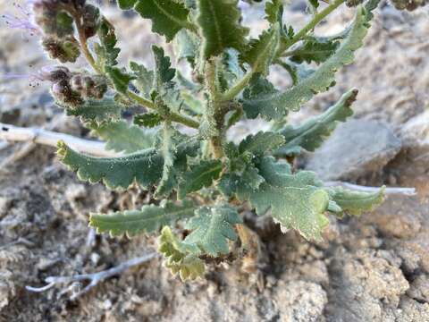 Phacelia sivinskii N. D. Atwood, P. J. Knight & Lowrey的圖片