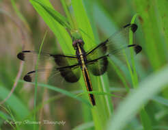 Libellula luctuosa Burmeister 1839 resmi