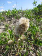 Image of Pterocaulon lorentzii Malme