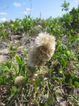 Image de Pterocaulon lorentzii Malme