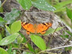 Image of Hypanartia paullus Fabricius 1793