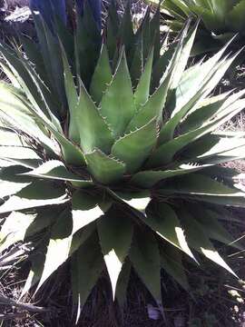 Image de Agave montana Villarreal