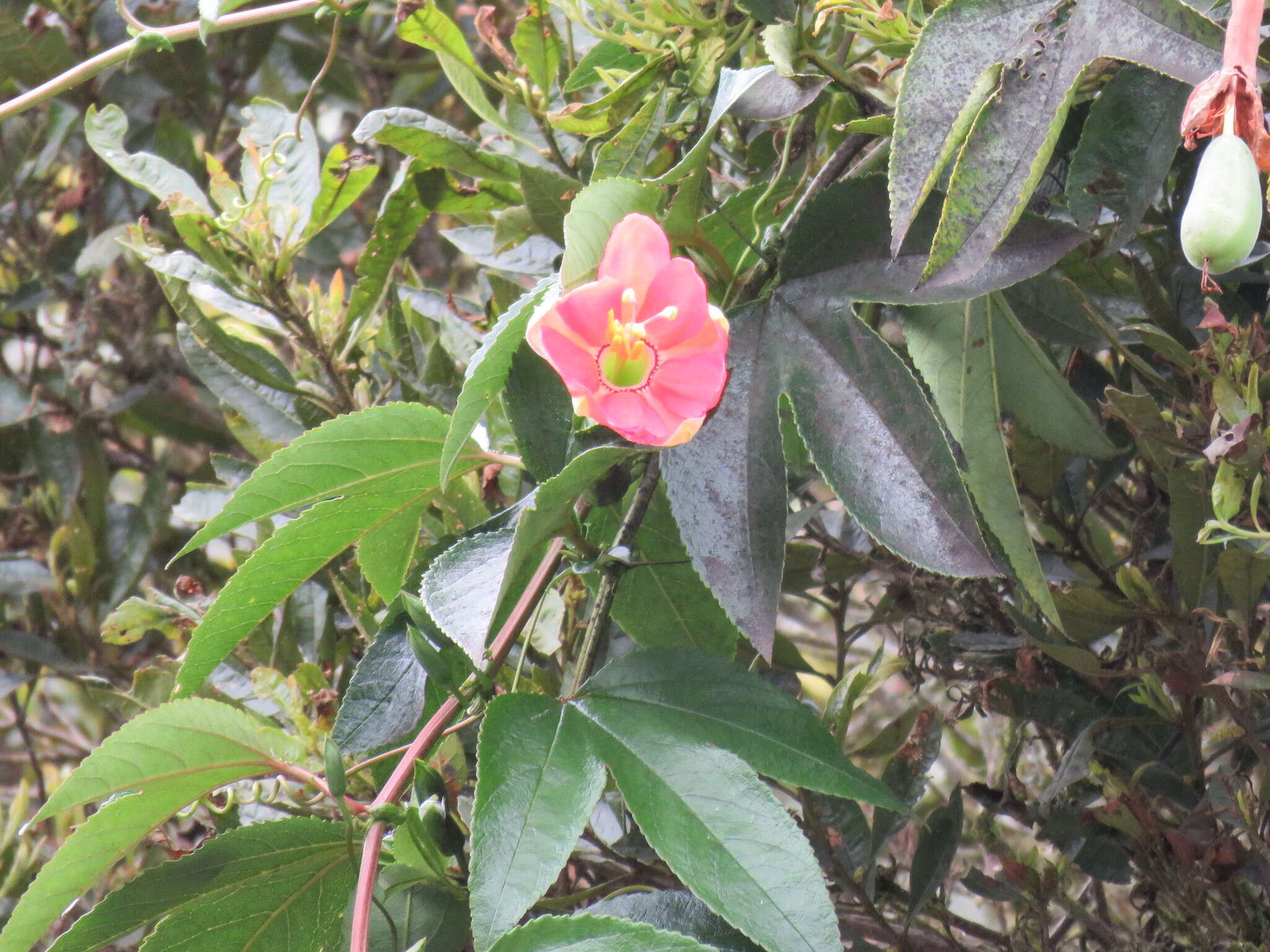 Image of passionflower