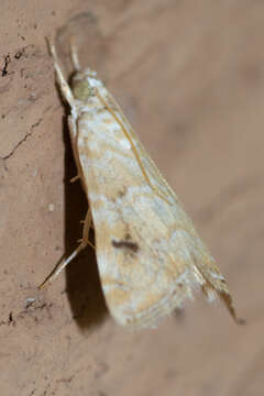 Image of Moth