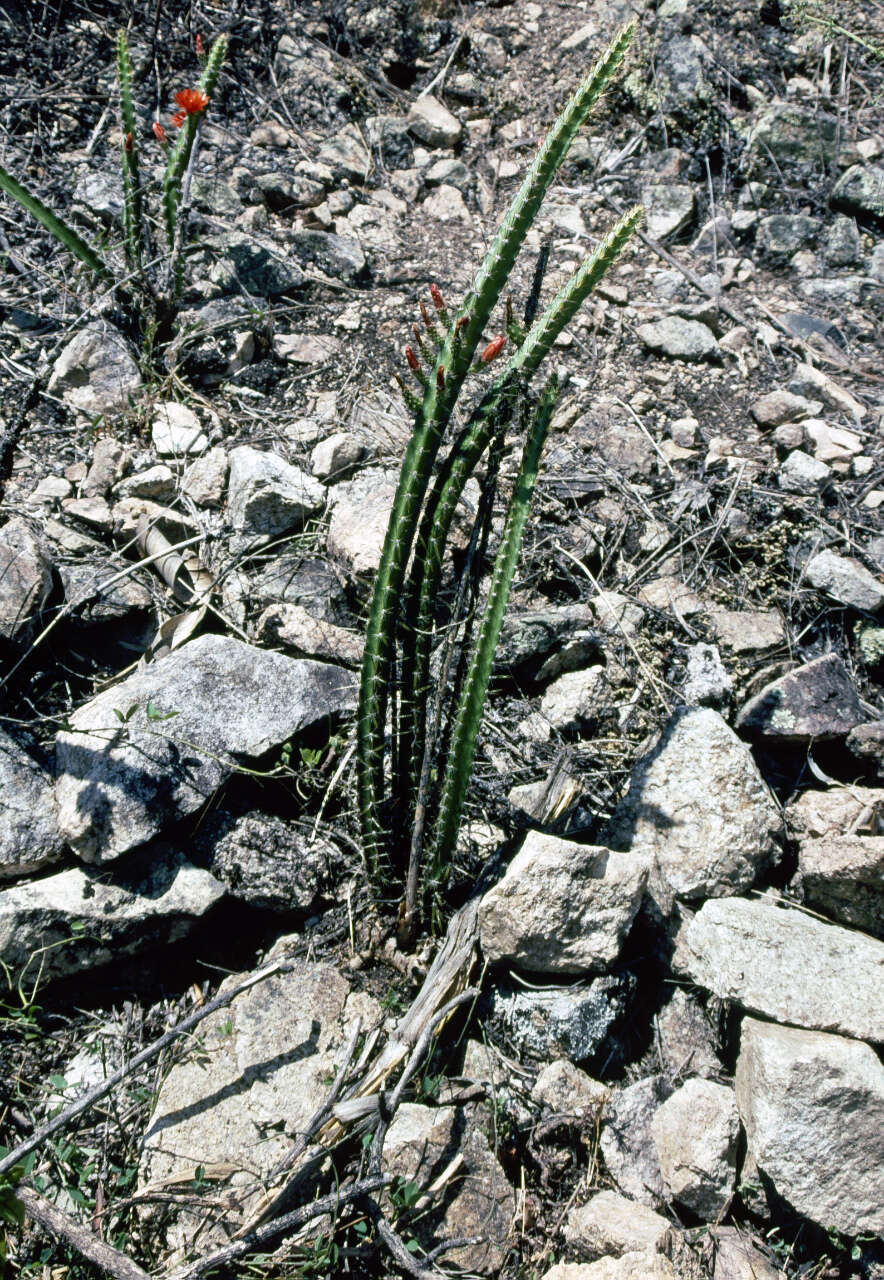 Corryocactus serpens F. Ritter resmi