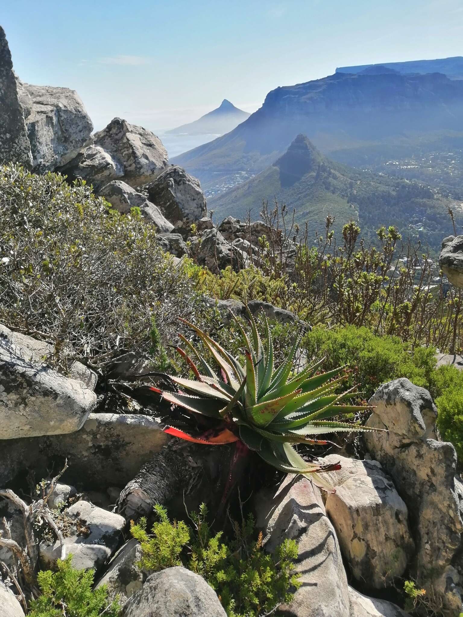 Слика од Aloe succotrina Weston