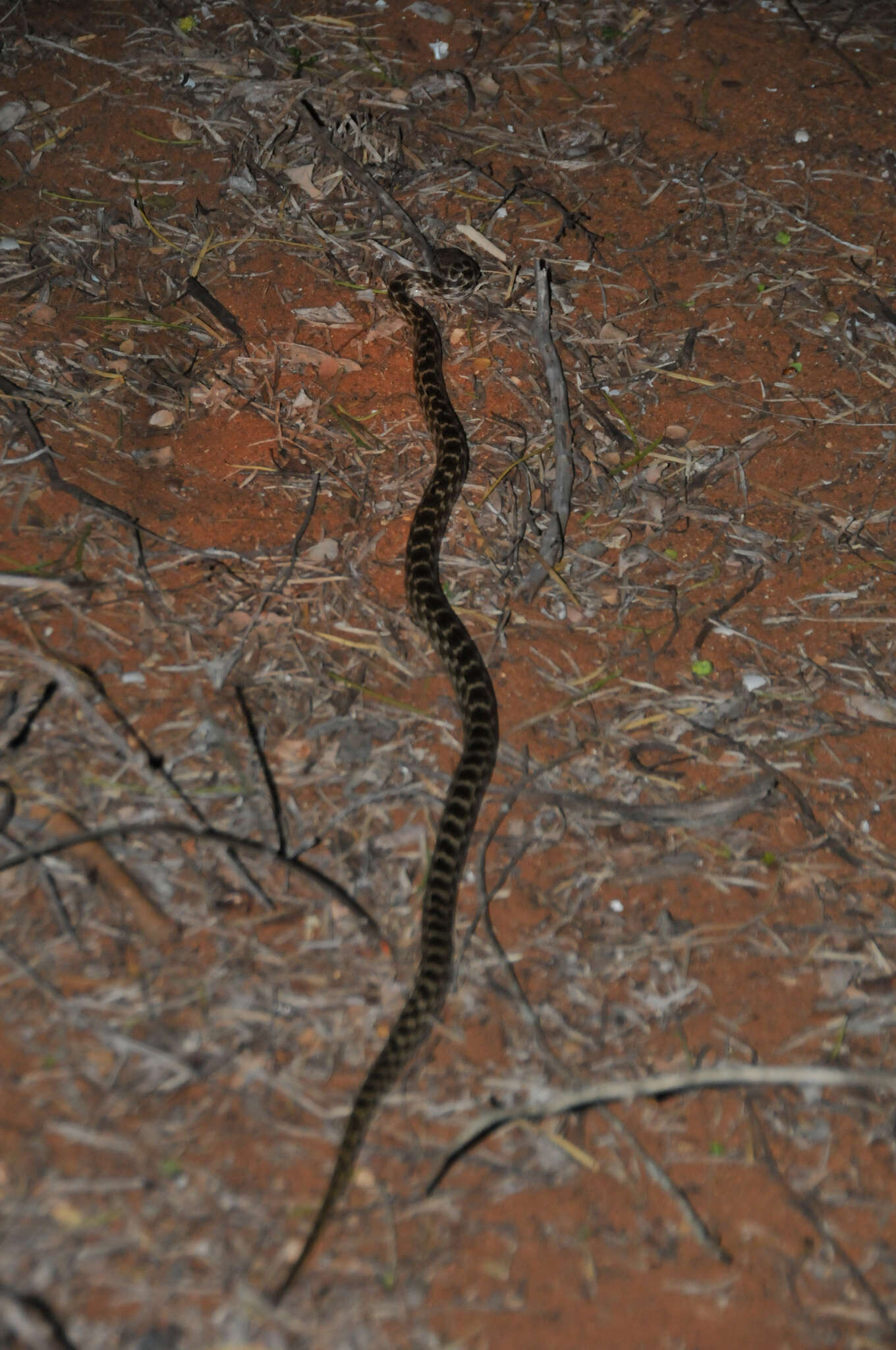 Image of Madagascarophis Mertens 1952