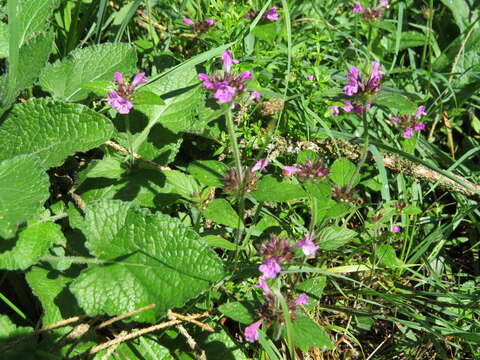 Image of wild basil