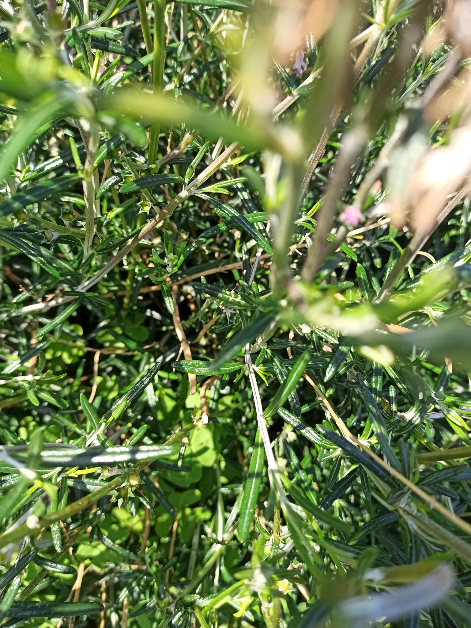 Image of Teucrium creticum L.