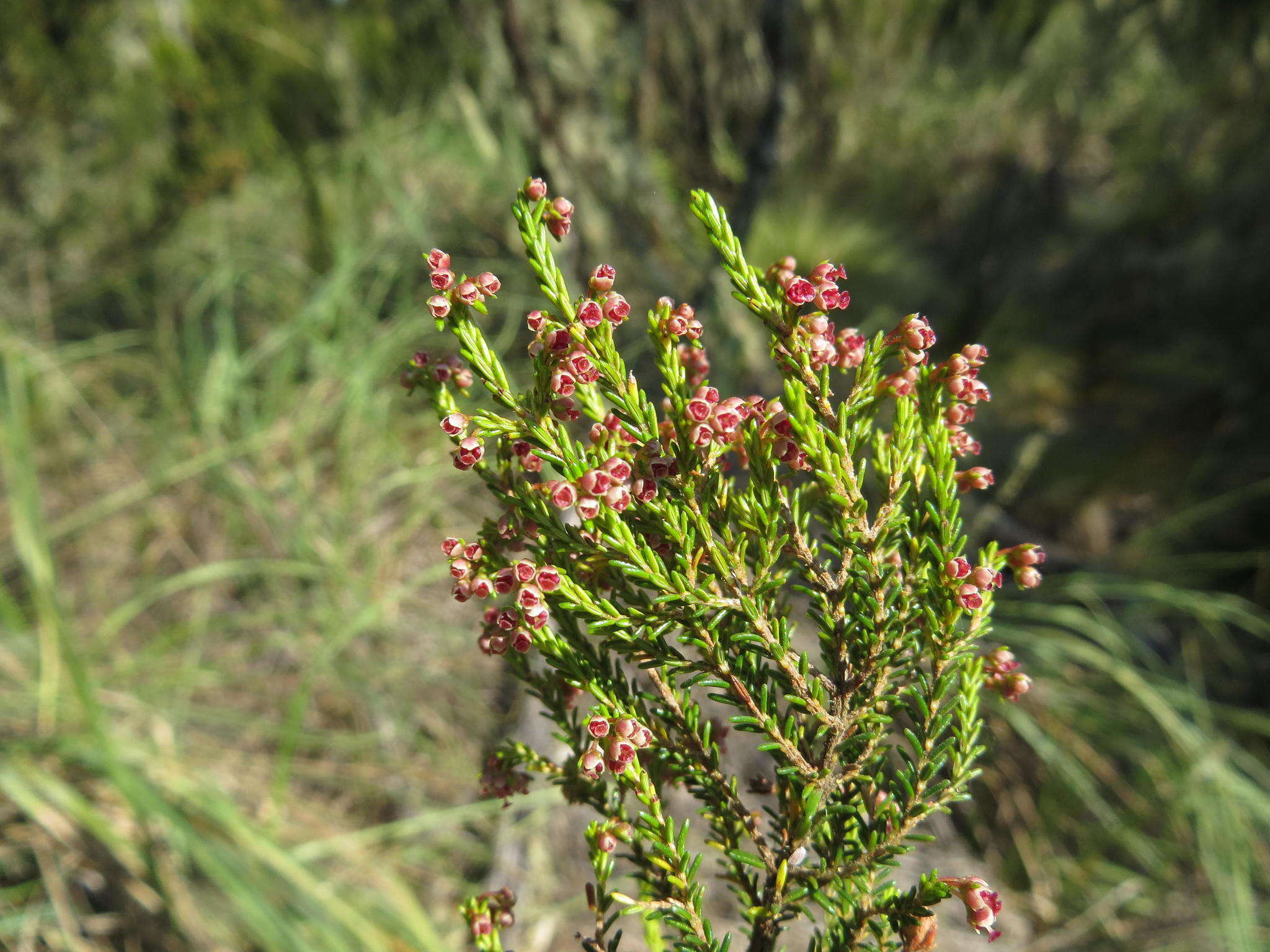 Plancia ëd Erica rossii L. J. Dorr