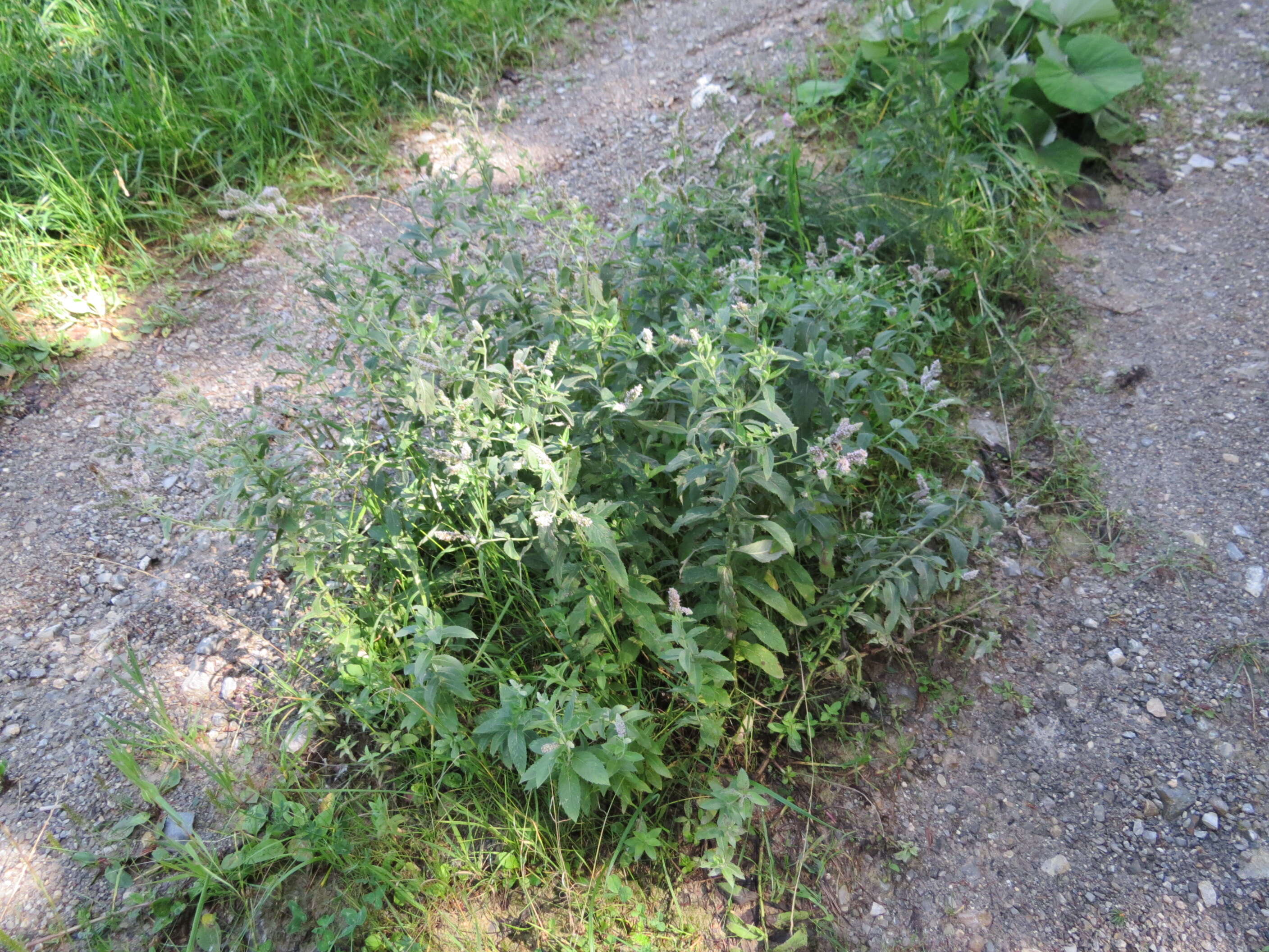 Image of Horse Mint