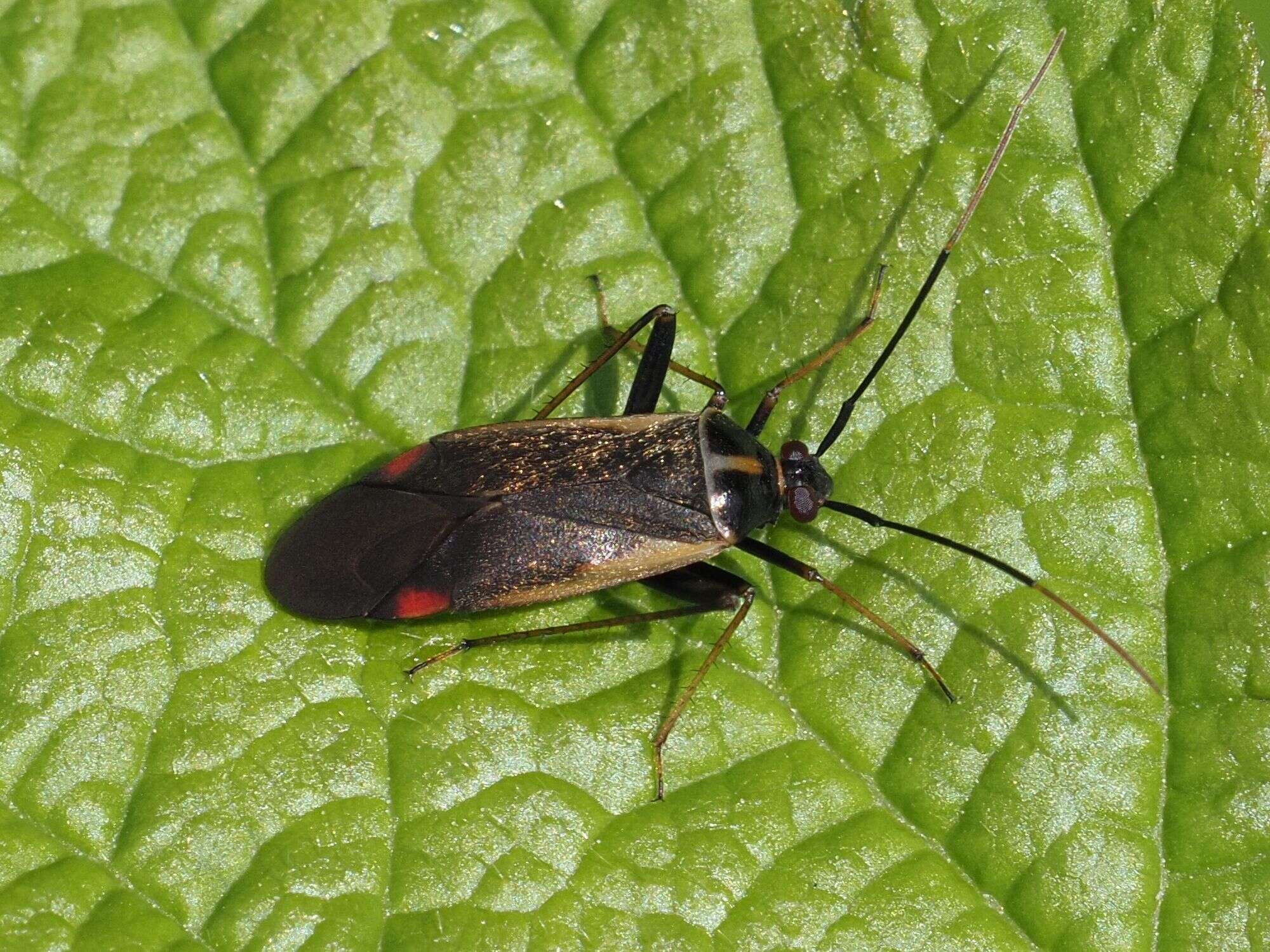 Adelphocoris seticornis (Fabricius 1775)的圖片