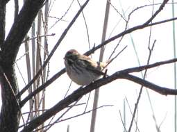 Image of Northern Reed Bunting