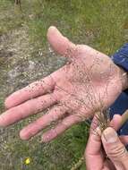 Image of silver hairgrass