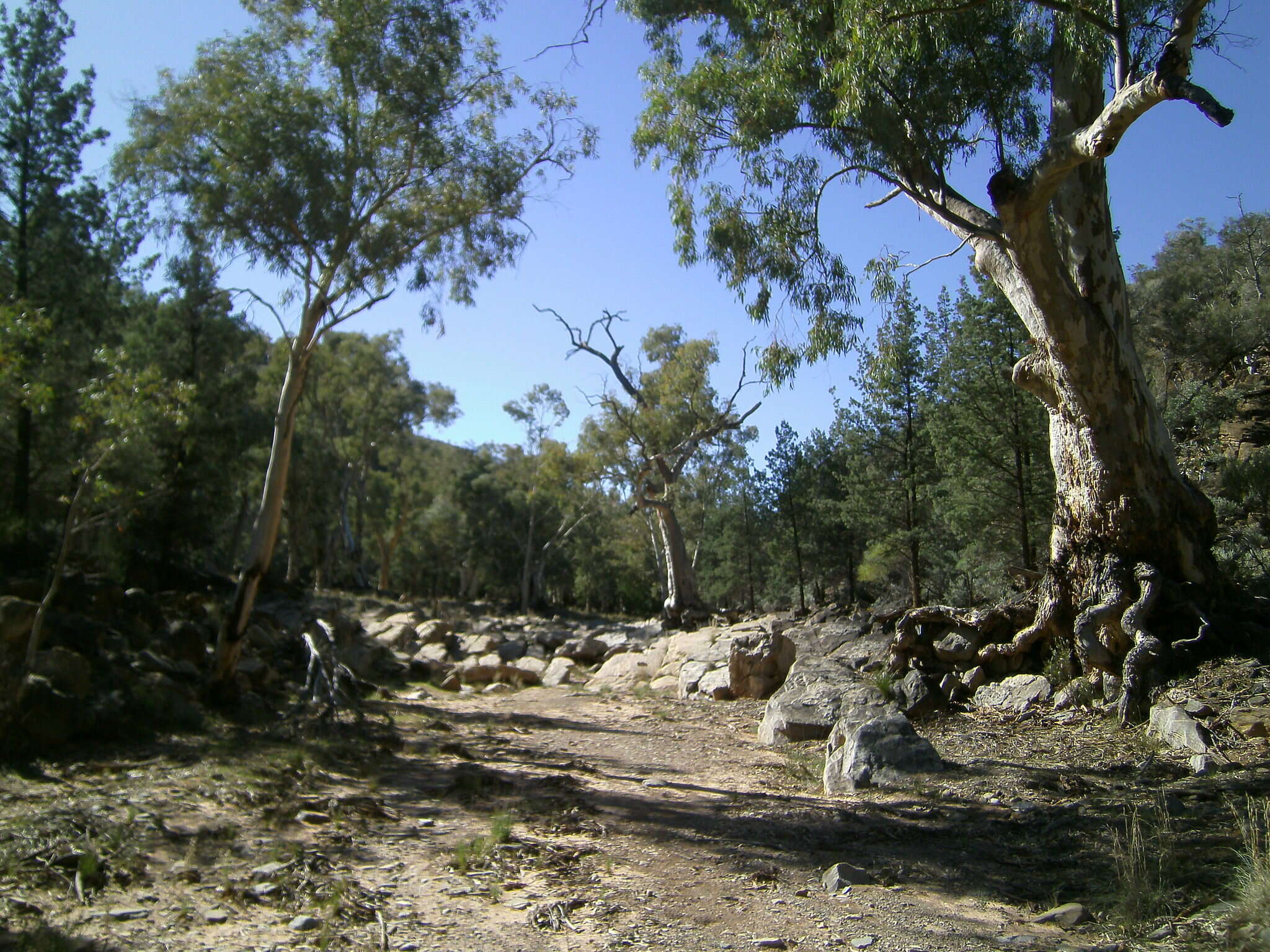 Слика од Eucalyptus camaldulensis subsp. minima Brooker & M. W. Mc Donald