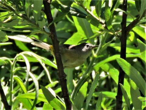 Image of Colima Warbler