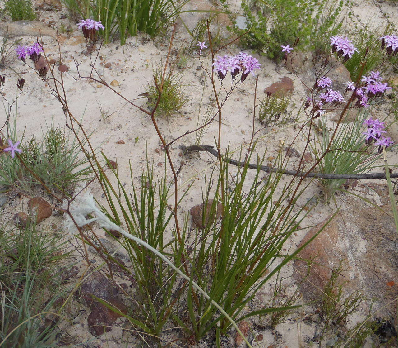 Image of <i>Corymbium <i>glabrum</i></i> var. glabrum