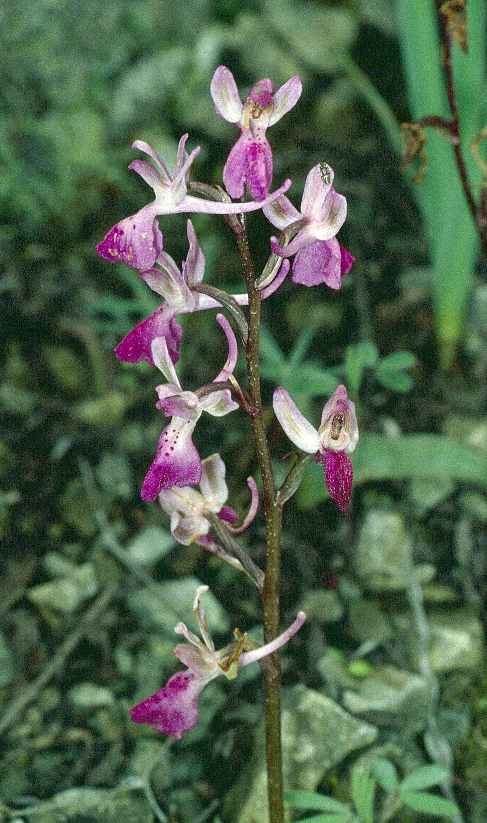 Sivun Orchis anatolica Boiss. kuva