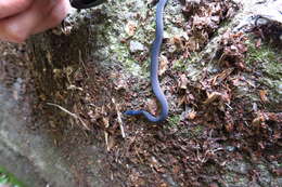 Image of Black Odd-scaled Snake