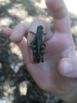 Слика од Melanoplus viola Thomas & C. 1876