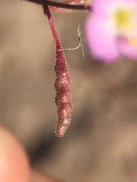 Imagem de Chylismia heterochroma Small