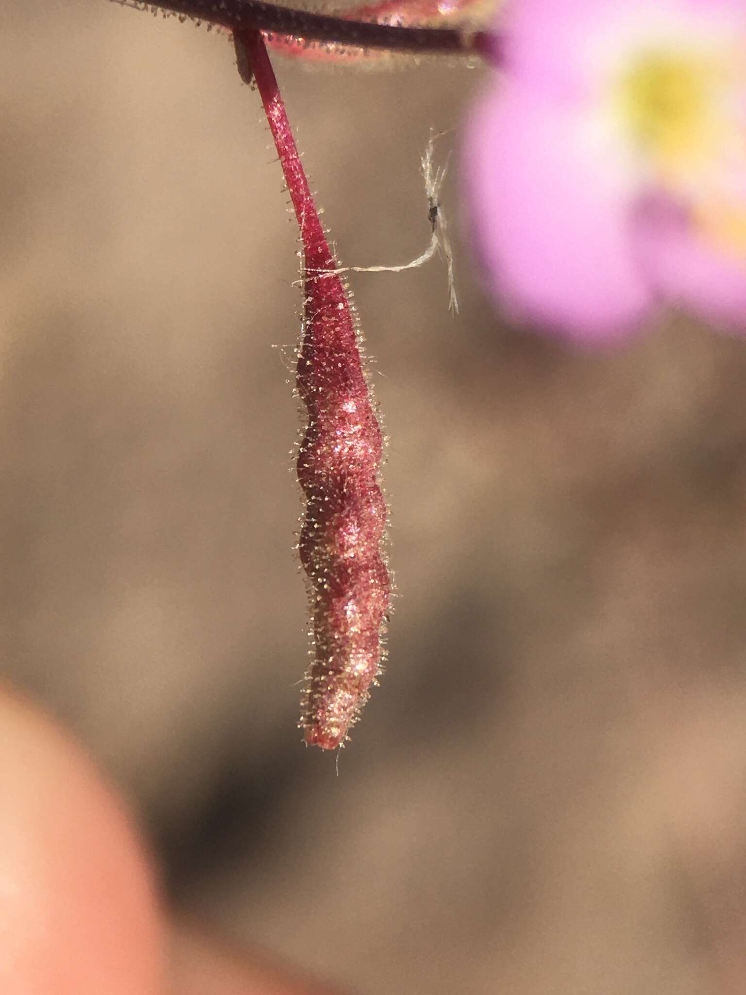 Imagem de Chylismia heterochroma Small