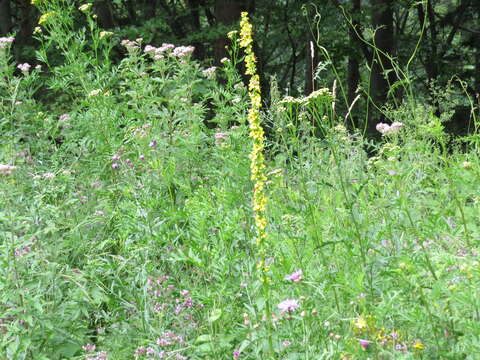 Verbascum nigrum L. resmi