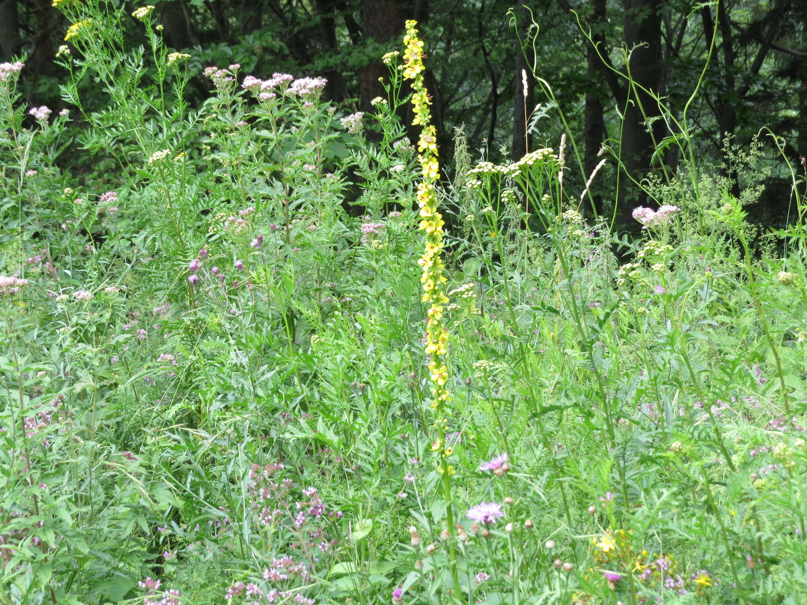 Verbascum nigrum L. resmi