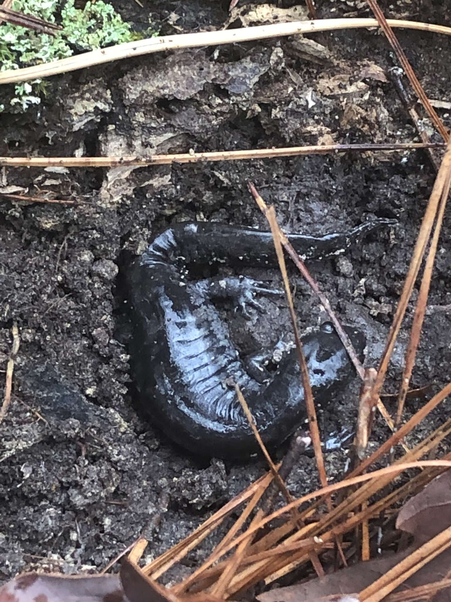 Plancia ëd Ambystoma mabeei Bishop 1928