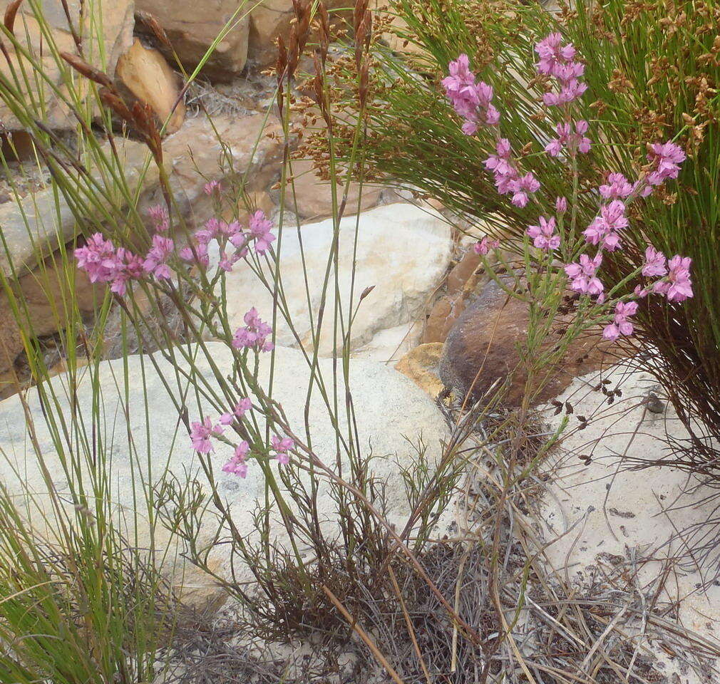 Image of Erica corifolia var. bracteata (Thunb.) Dulfer