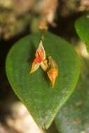 Image of Lepanthes monteverdensis Luer & R. Escobar