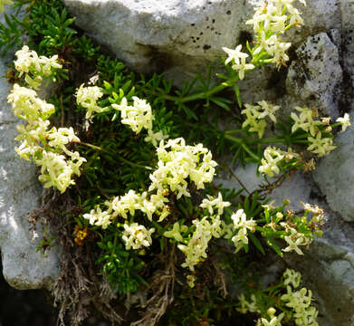 Image of Galium noricum Ehrend.