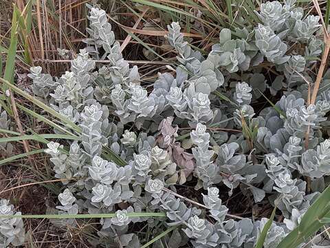 Image of Convolvulus persicus L.