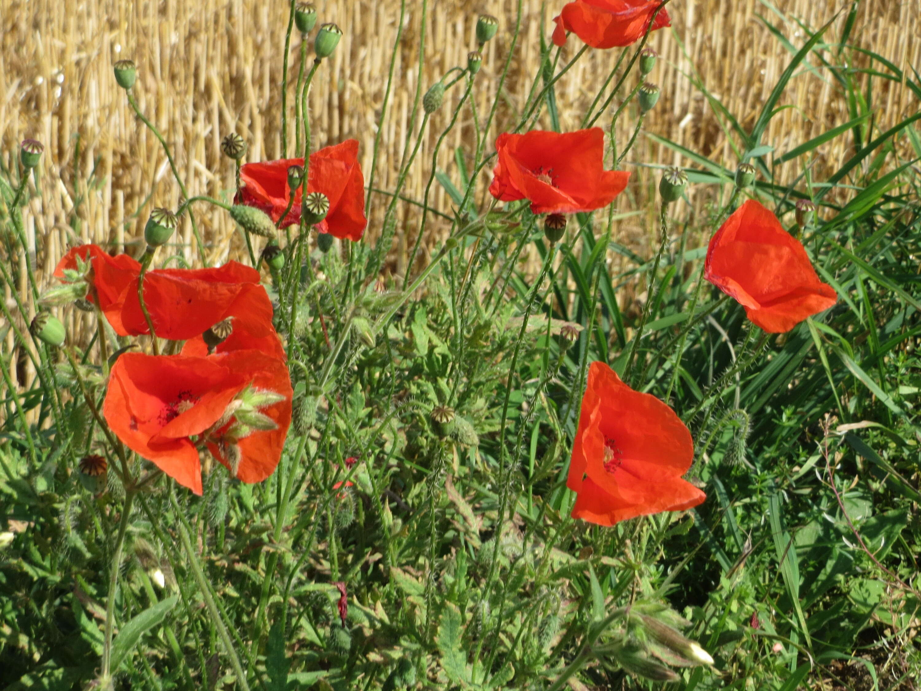 Image of corn poppy