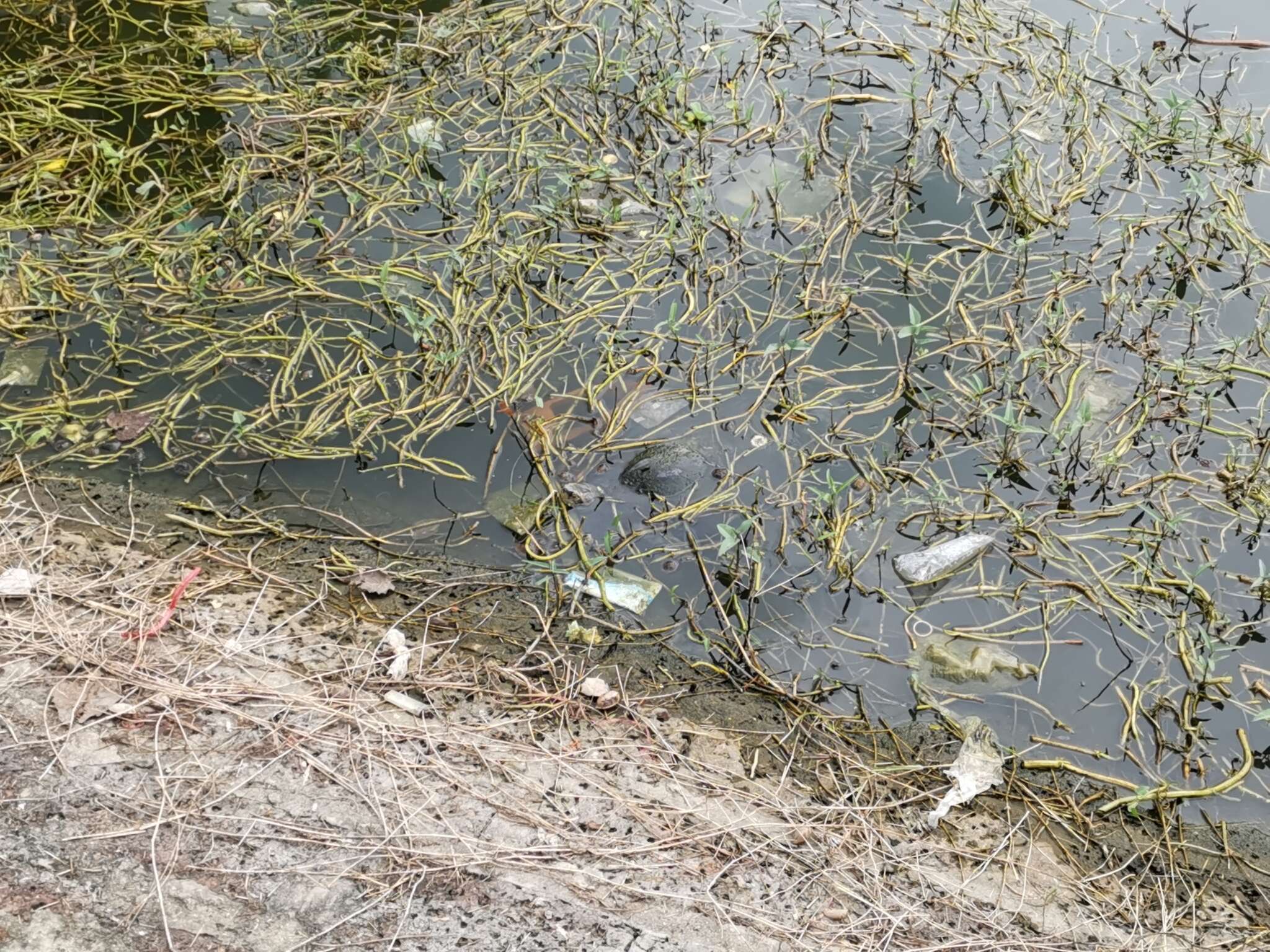 Image of Yellow-headed Temple Turtle