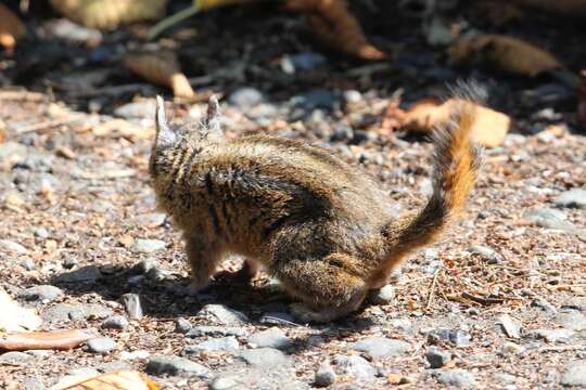 Image of Allen’s Chipmunk