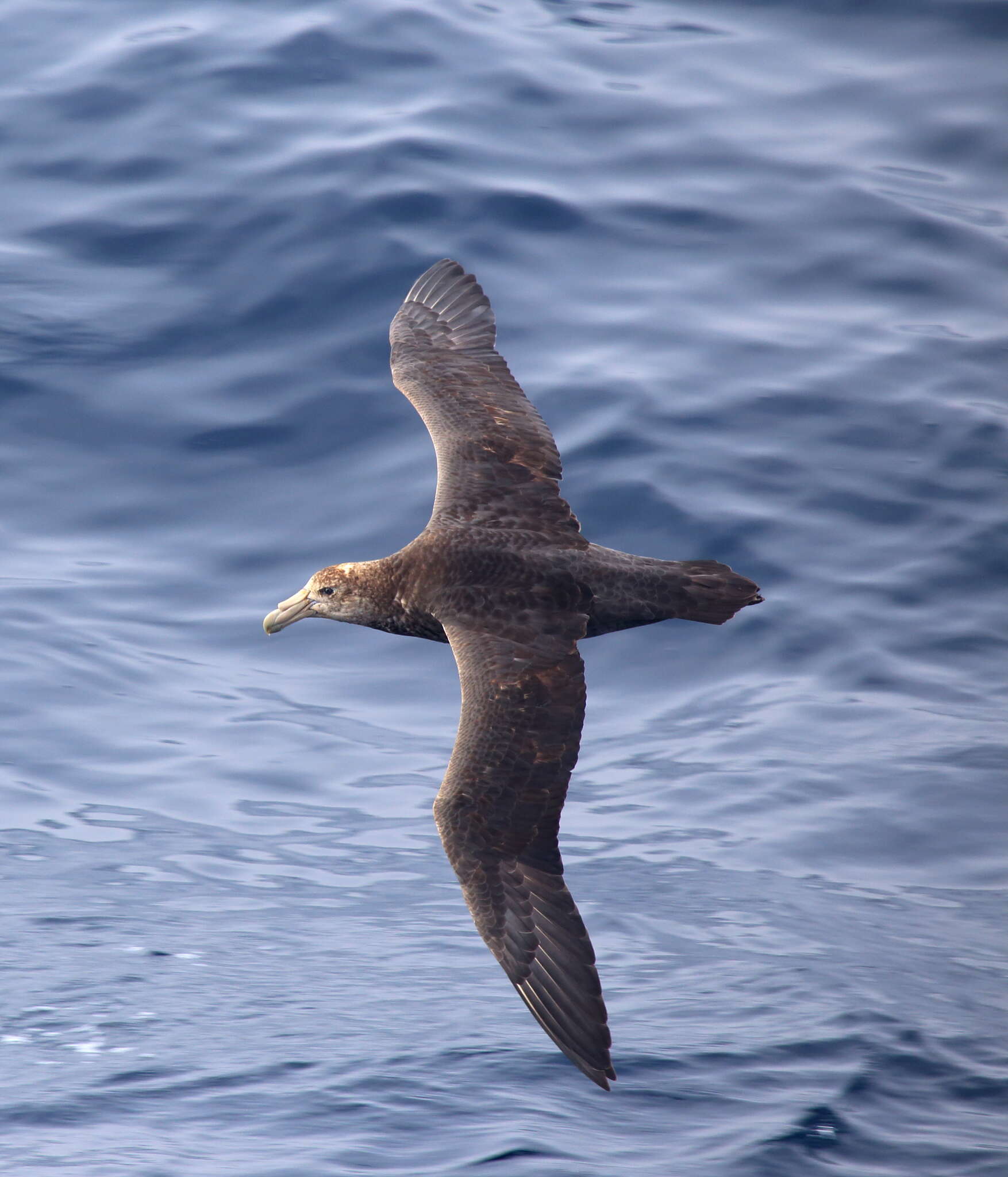 Image of Antarctic Giant-Petrel