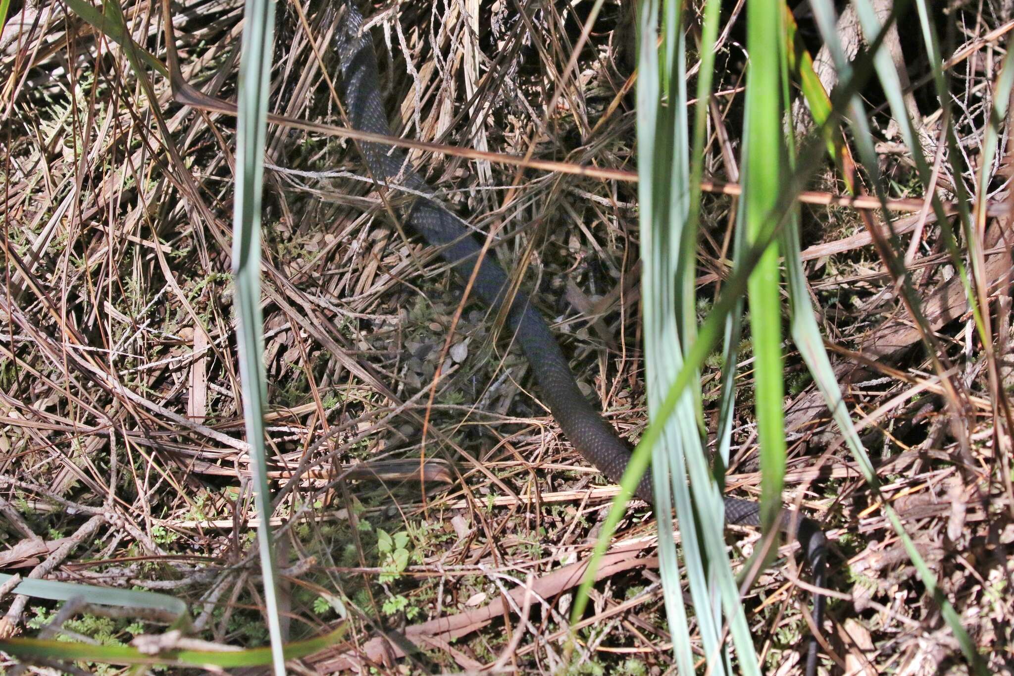 Image of Australian Tiger Snakes