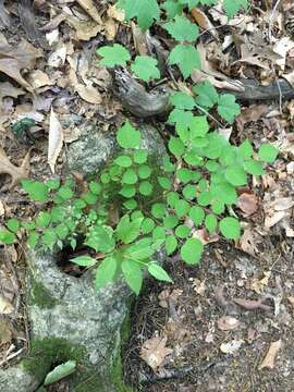 Image of Japanese angelica tree