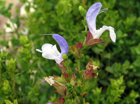 Salvia chamelaeagnea Berg. resmi