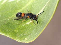 Image de Leptochilus cruentatus (Brullé 1840)