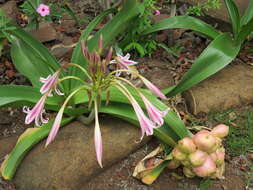 Image of Candy-striped crinum