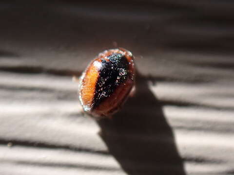 Image of Loew's Lady Beetle