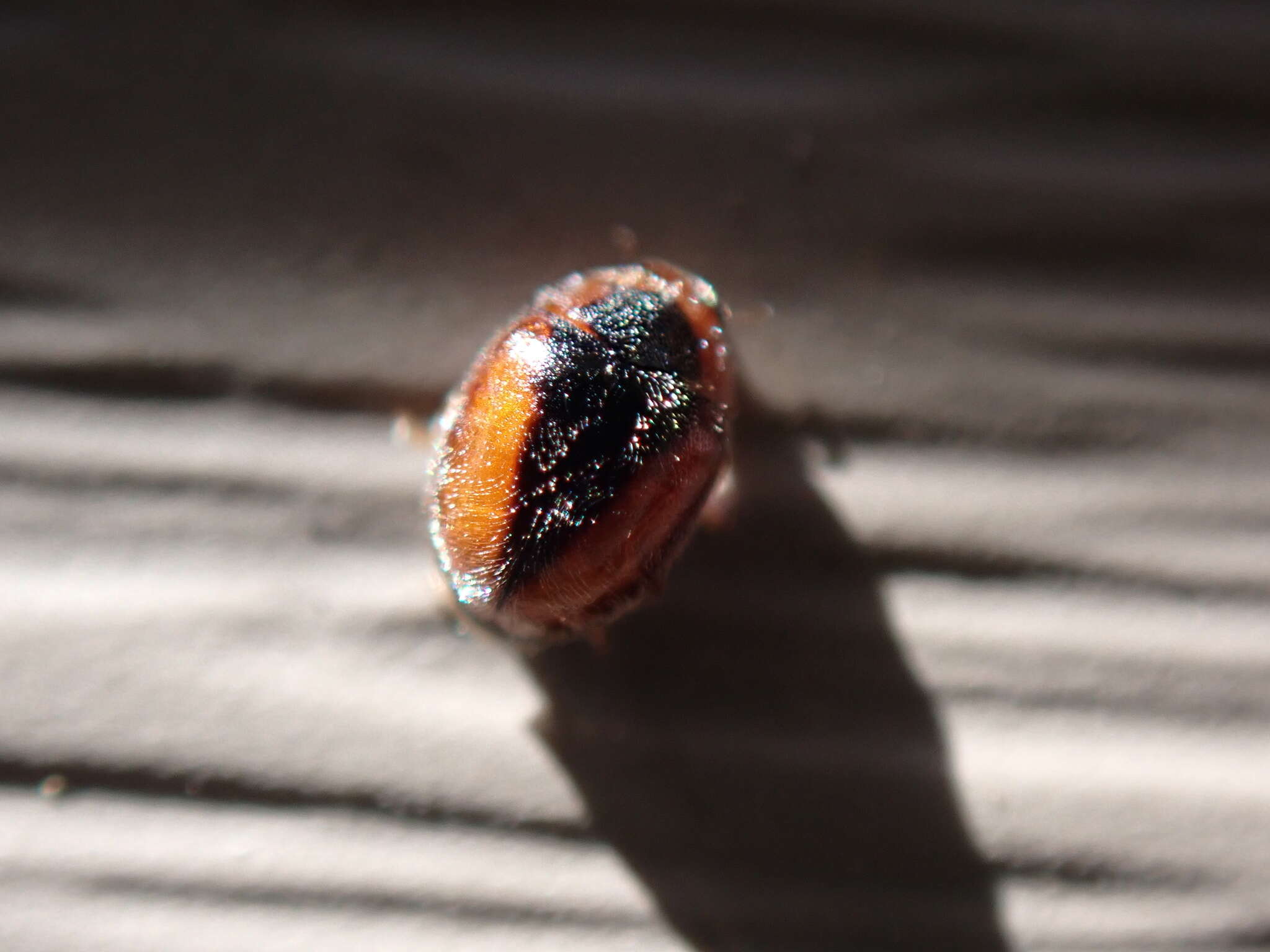 Image of Loew's Lady Beetle