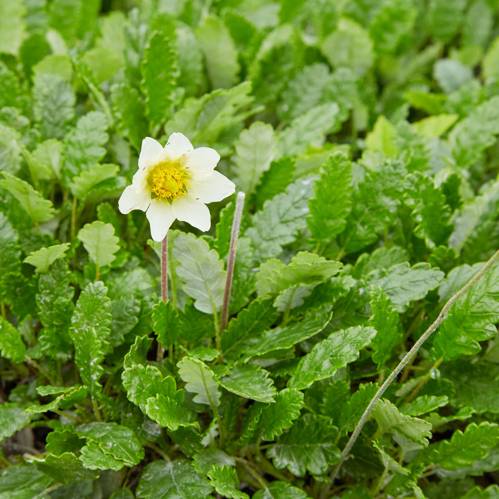 Imagem de Dryas octopetala L.